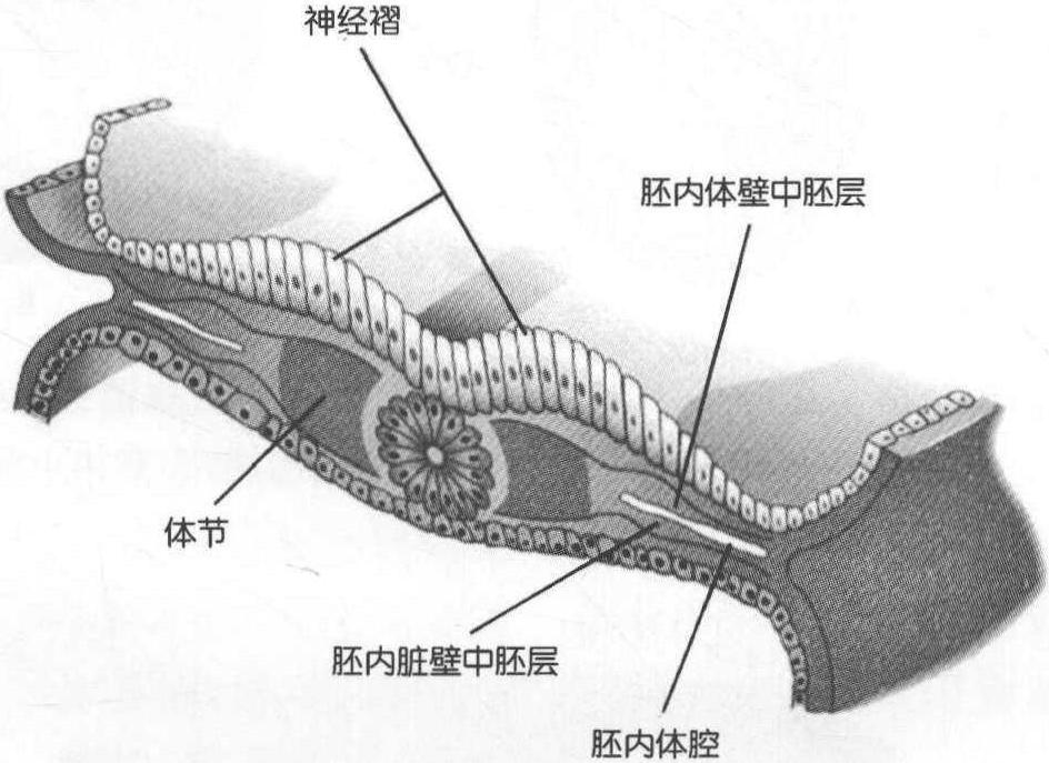 體節(jié)的形成